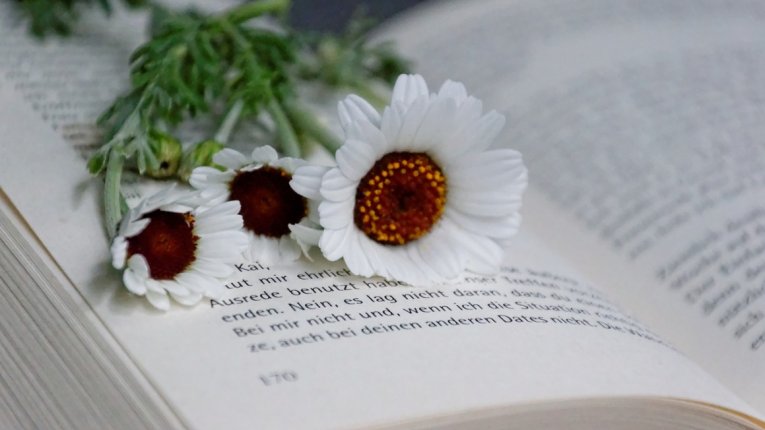 Artystyczne zbliżenie na trzy białe stokrotki z ciemnopomarańczowymi środkami, leżące na otwartej książce pisanej w języku esperanto. Kwiaty spoczywają na zadrukowanych stronach, tworząc spokojną i nostalgiczną kompozycję. Tło zdjęcia jest delikatnie rozm
