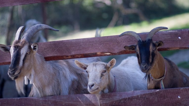Fot. Zaczarowane Wzgórze. Trzy kozy stojące przy drewnianym ogrodzeniu, wyglądające przez szczeliny w płocie. Dwie mają długie, zakrzywione rogi; kozy patrzą w stronę aparatu
